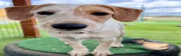 Mixed Breed dogs for adoption: Heavenly Holly - Advert 12