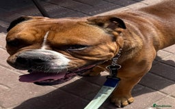 Alapaha Blue Blood Bulldog dogs for sale: ALAPAHA BLUE BLOOD BULLDOGS  - Image 9