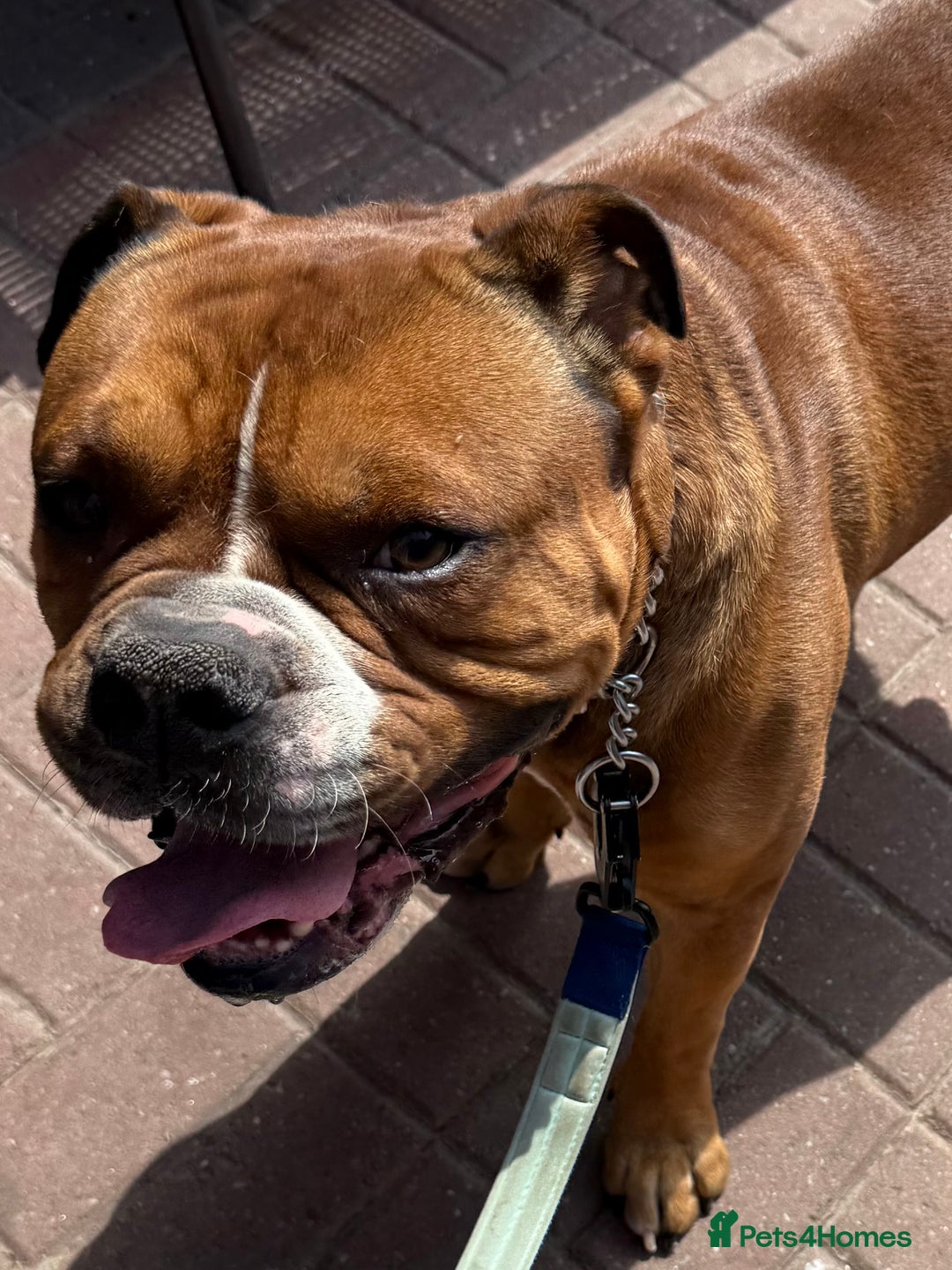 Alapaha Blue Blood Bulldog dogs for sale: ALAPAHA BLUE BLOOD BULLDOGS  - Image 9