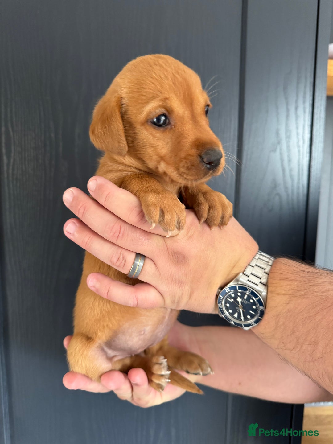Labrador Retriever dogs for sale: KC registered Fox Red Labrador puppies  - Image 7