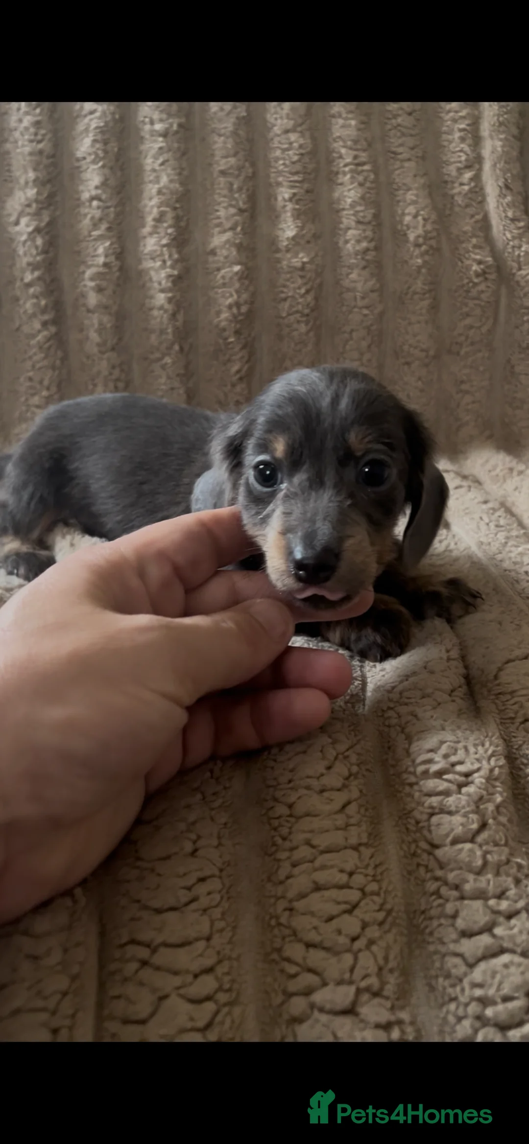 Miniature Dachshund dogs for sale: 2 beautiful pups  - Advert 6