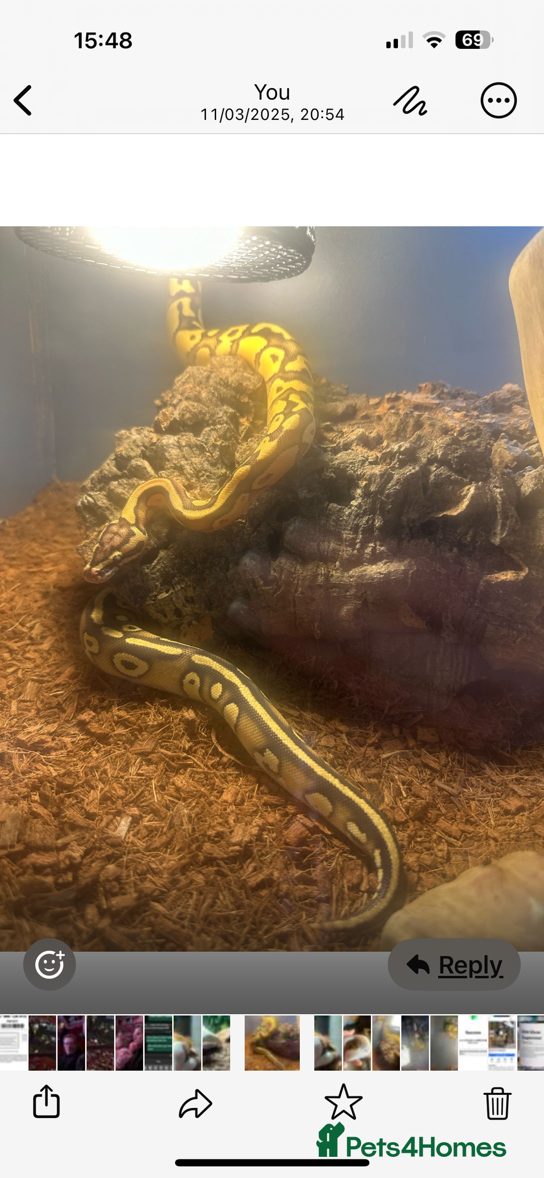 Snake reptiles for sale: Ball pythons  - Advert 4