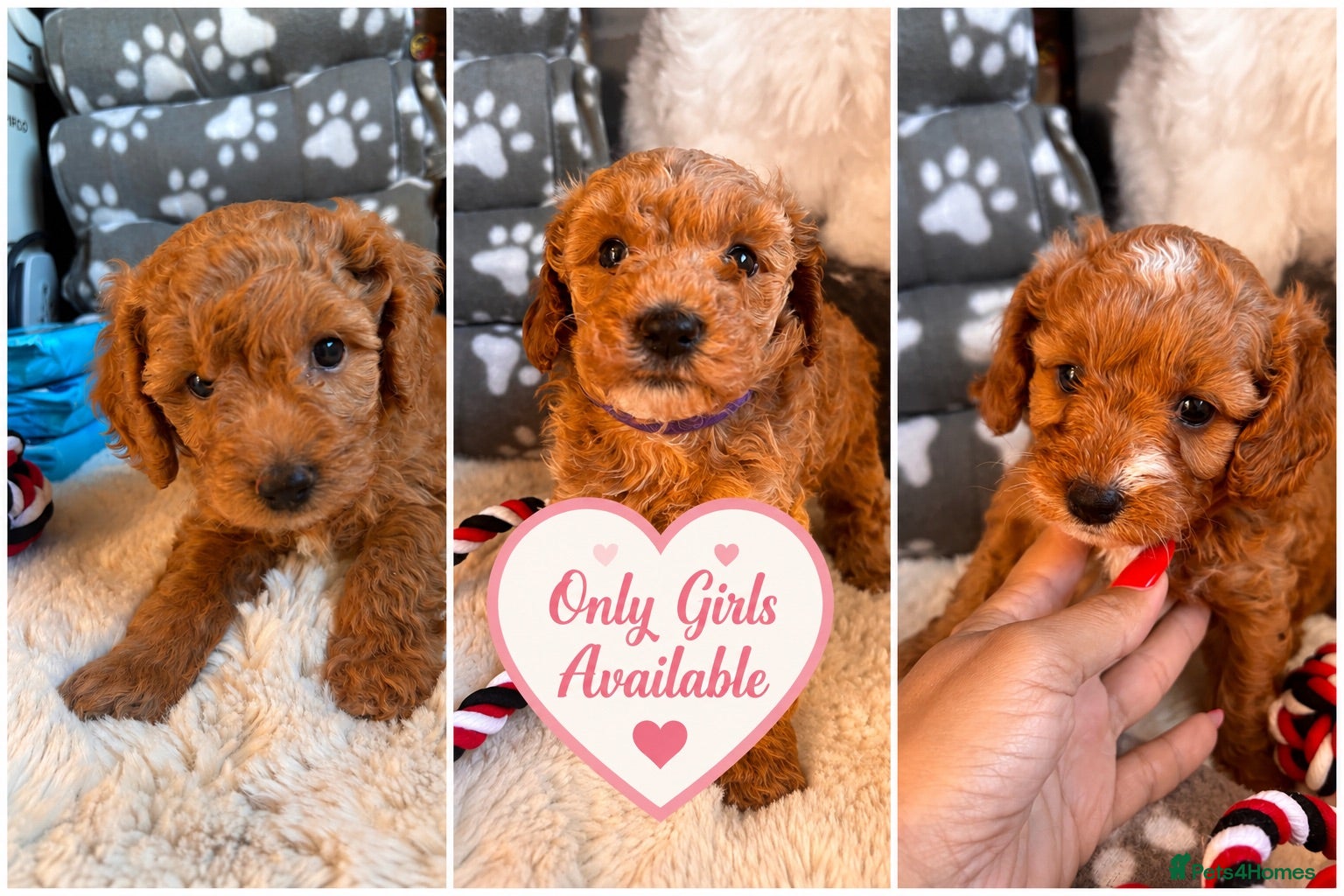 Cavapoochon dogs Cavapoochon Puppies for Sale - Advert 1