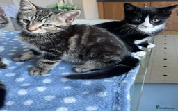 Mixed Breed cats for sale: 4 x Beautiful Adorable Kittens *Ready Now* - Image 11