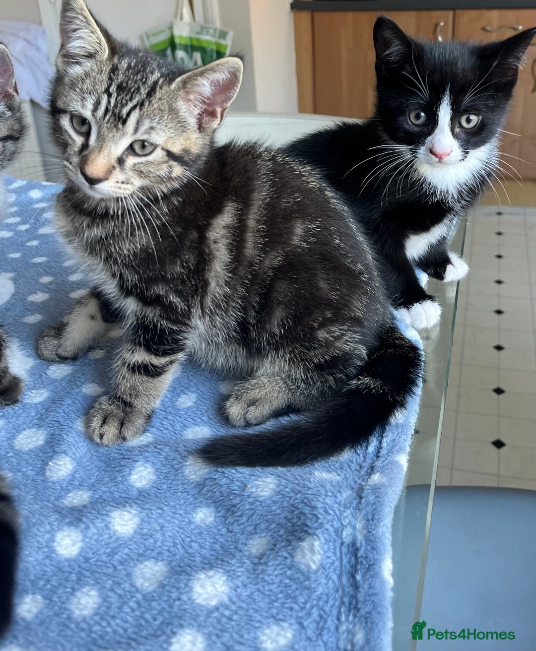 Mixed Breed cats for sale: 4 x Beautiful Adorable Kittens *Ready Now* - Image 11