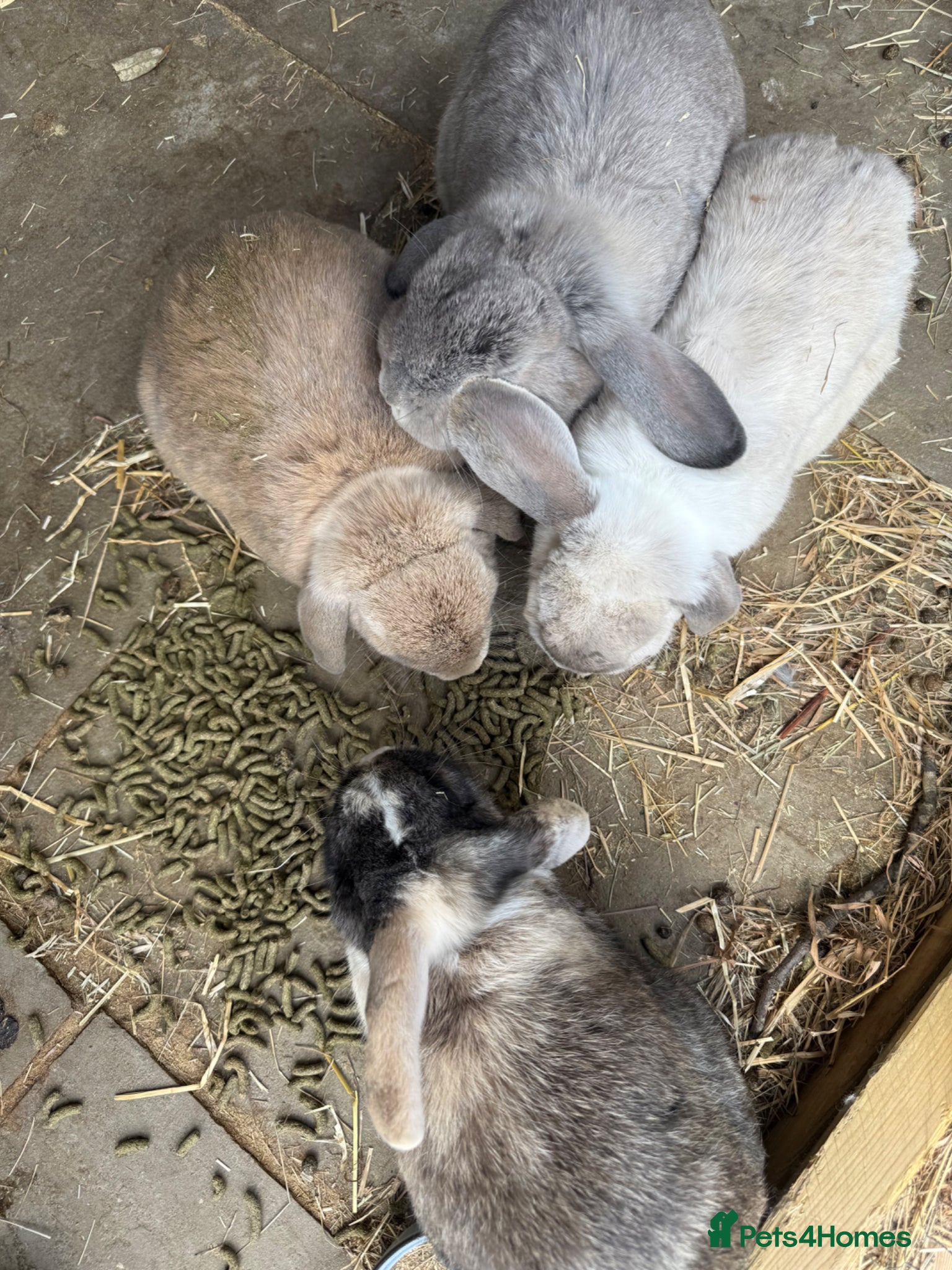 English Lop rabbits Rabbits for rehoming  - Advert 5