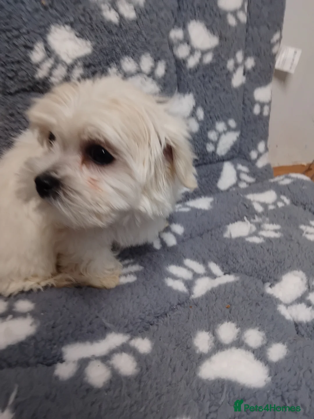 Maltese dogs for sale: Maltese female puppy - Advert 2