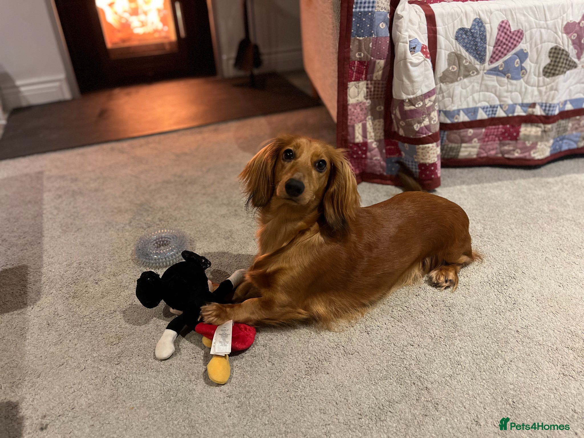 Dachshund dogs for sale: Standard Long Haired Dachshunds - Advert 3
