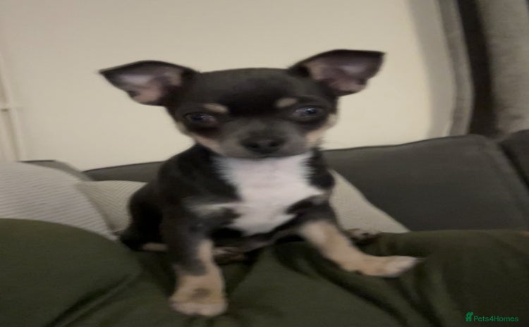 Chihuahua dogs - Advert 8