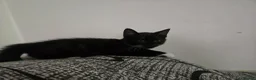 Mixed Breed cats for sale: Baby cat - Advert 2