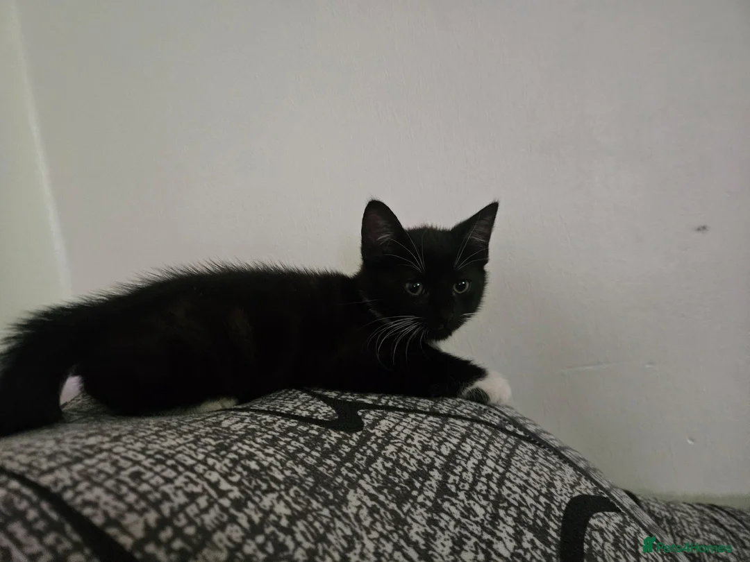 Mixed Breed cats for sale: Baby cat - Advert 2