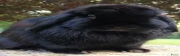 French Lop rabbits for sale: Lucky black French lop bunnies  - Advert 2