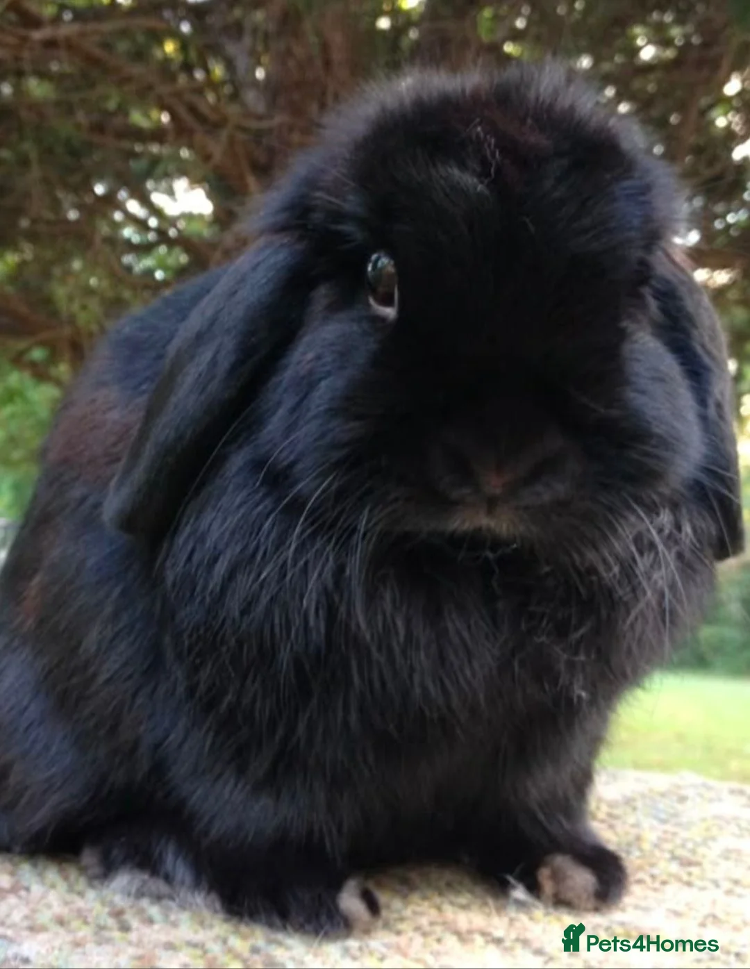 French Lop rabbits for sale: Lucky black French lop bunnies  - Advert 2