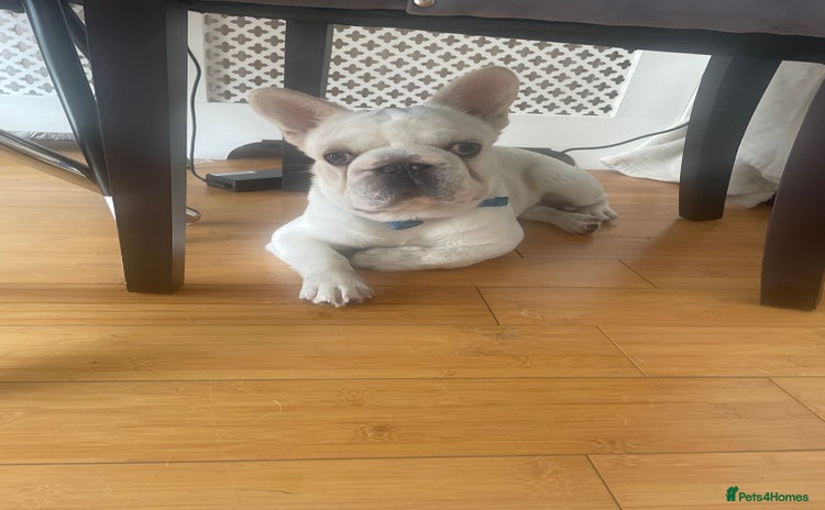 French Bulldog dogs - Advert 1