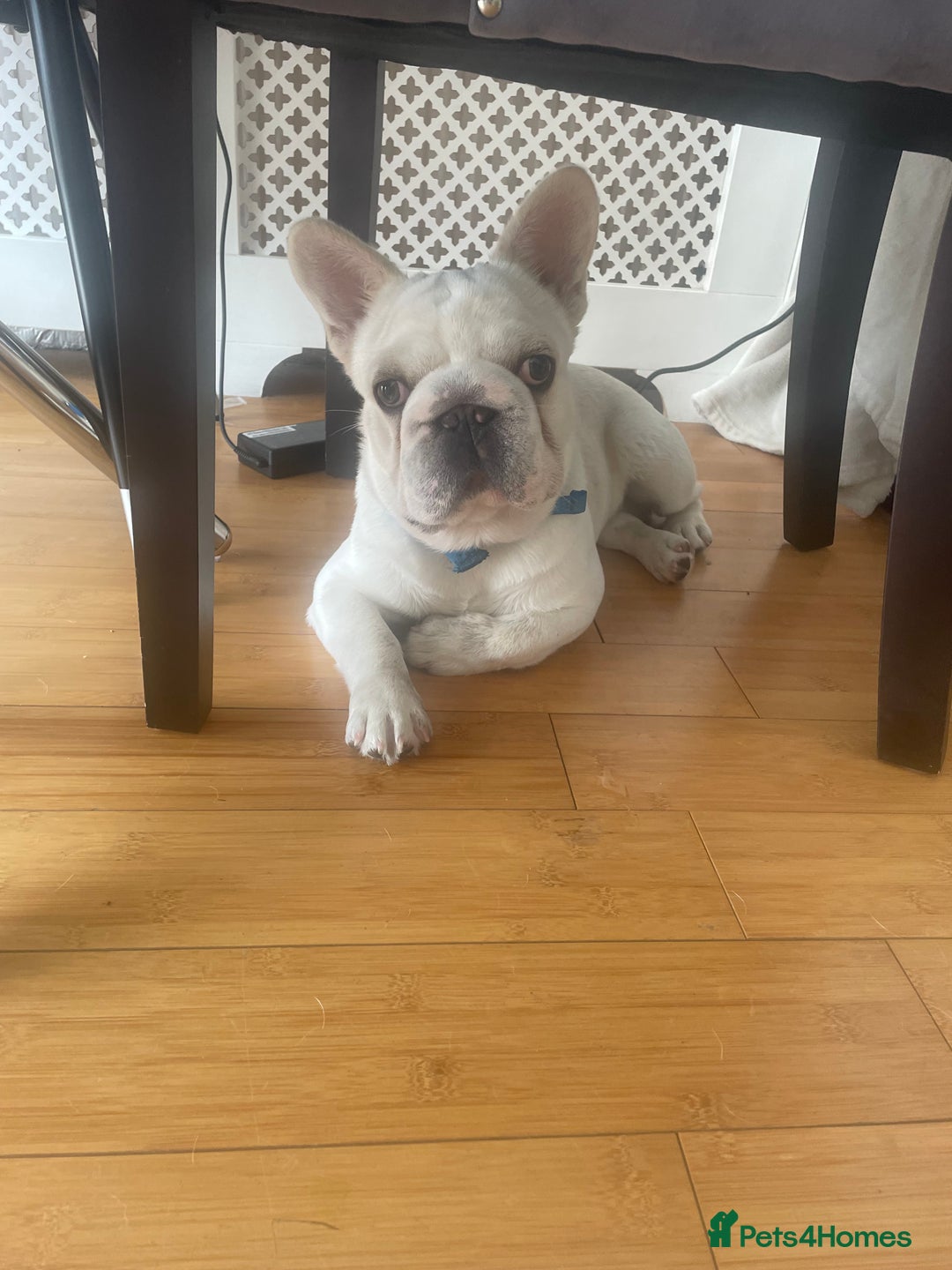 French Bulldog dogs for sale: French Bulldog 6months old  - Image 1