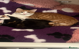 Mixed Breed cats for sale: One ginger female kitten  - Image 4