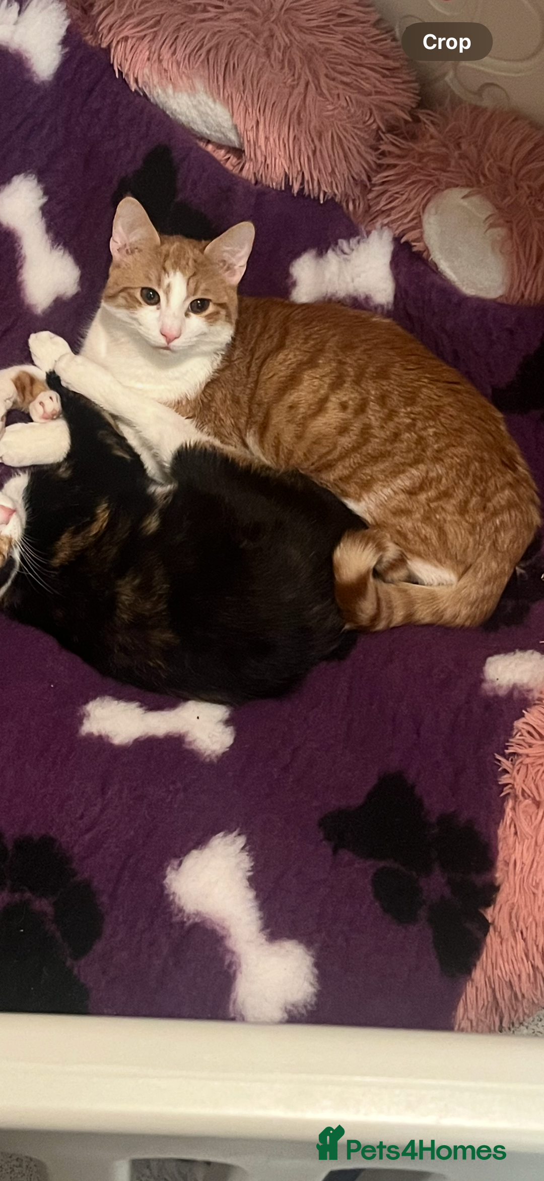 Mixed Breed cats for sale: One ginger female kitten  - Image 4