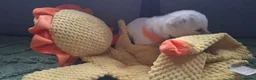 Bichon Frise dogs for sale: Dogs for sale  - Advert 11
