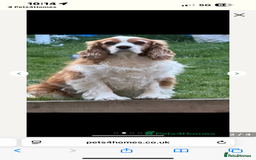Cavalier King Charles Spaniel dogs for sale: Adorable cavaliers to be rehomed together - Image 5