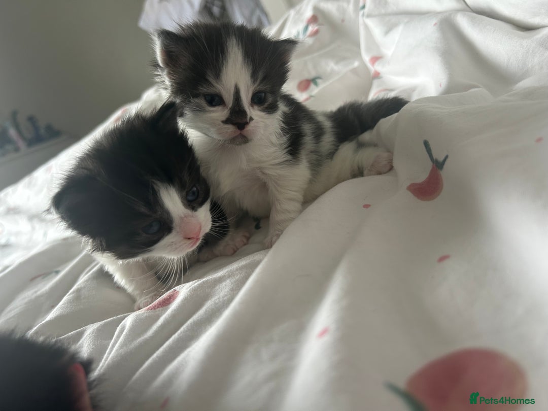 Mixed Breed cats for sale: 4 beautiful kittens  - Image 6