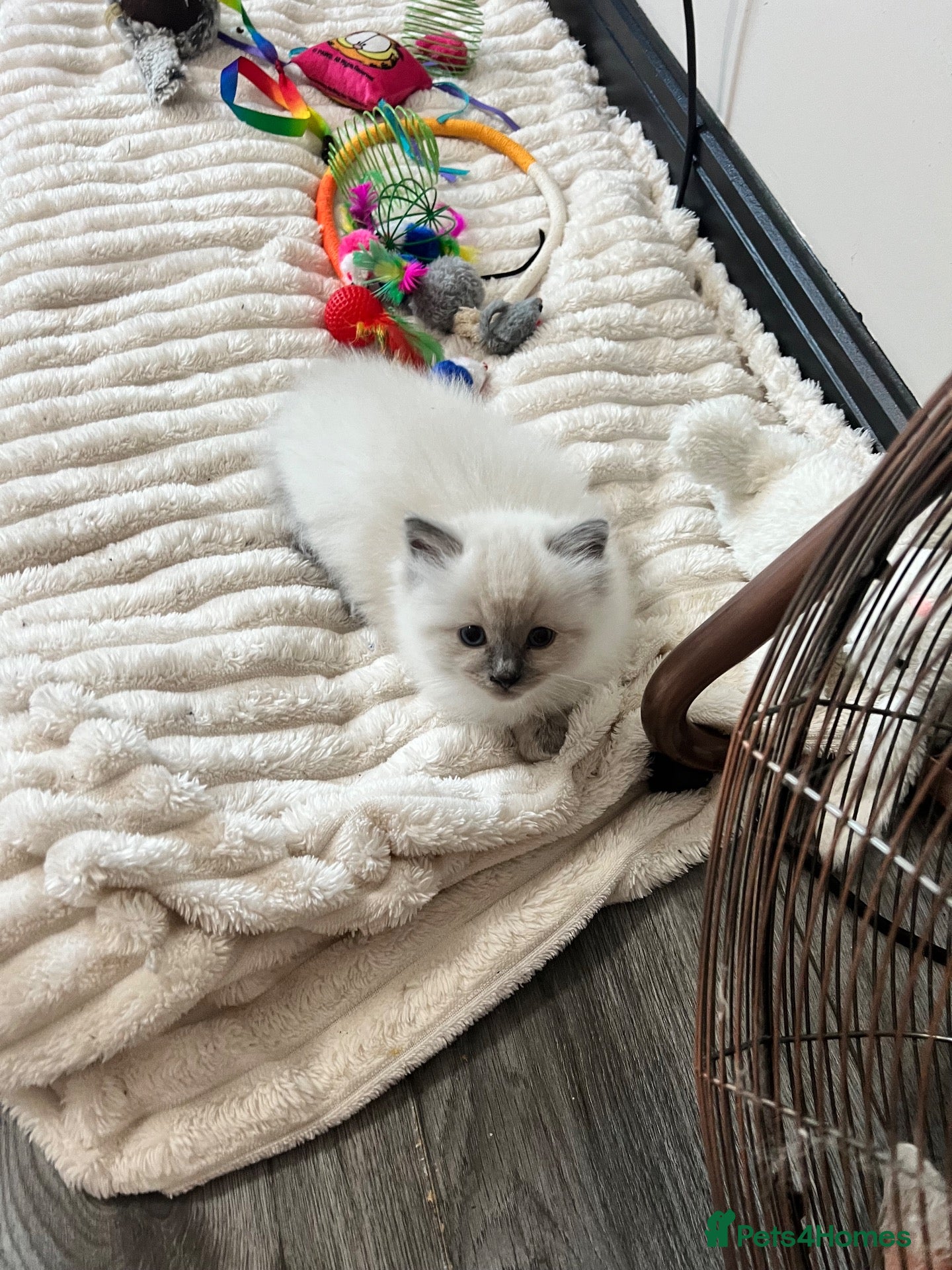 Ragdoll cats 3 stunning lynx point ragdoll kittens female &male - Advert 13