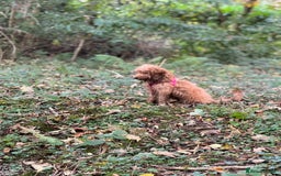 Cavapoo dogs for sale: F2 Cavapoo 6 month girl - Image 2