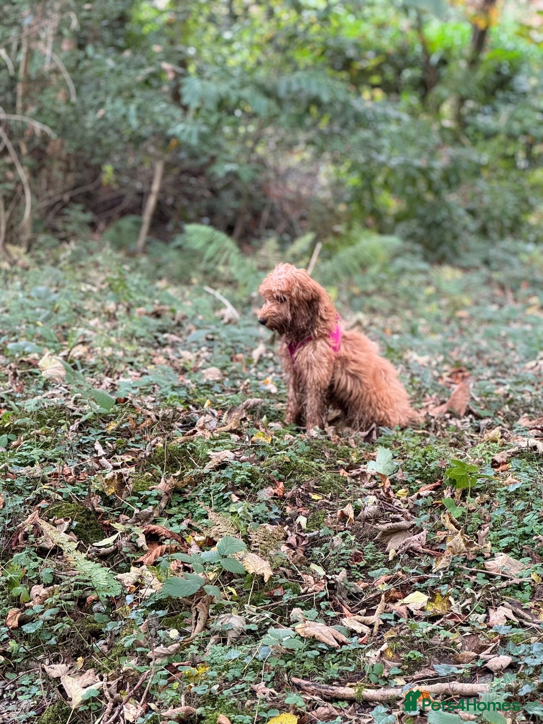Cavapoo dogs for sale: F2 Cavapoo 6 month girl - Image 2