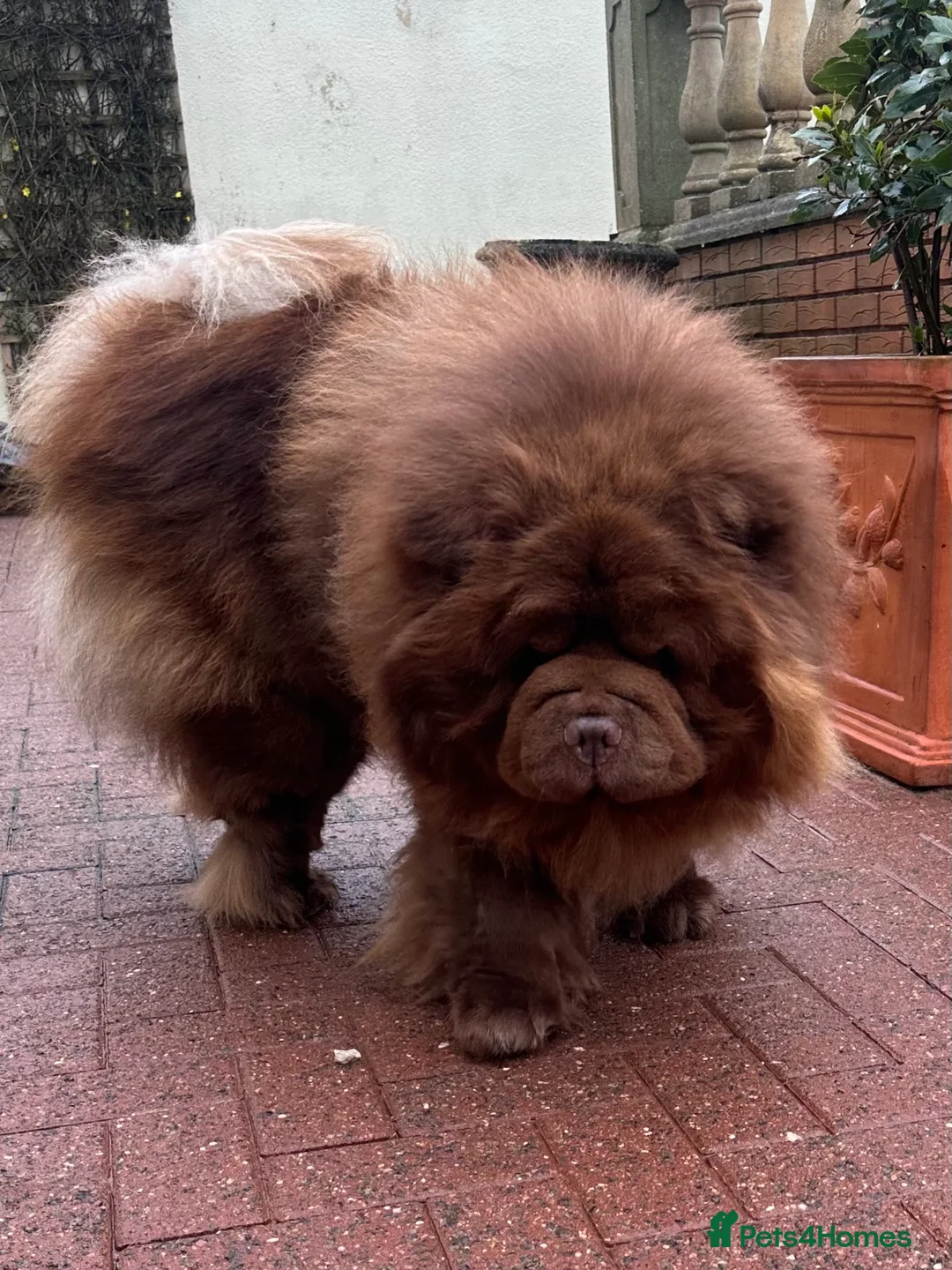 Chow Chow dogs for stud: Chocolate delight Bruno - Advert 3
