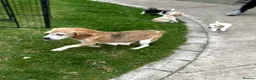 Beagle dogs for sale: Quality Foot Beagle Puppies - Advert 11