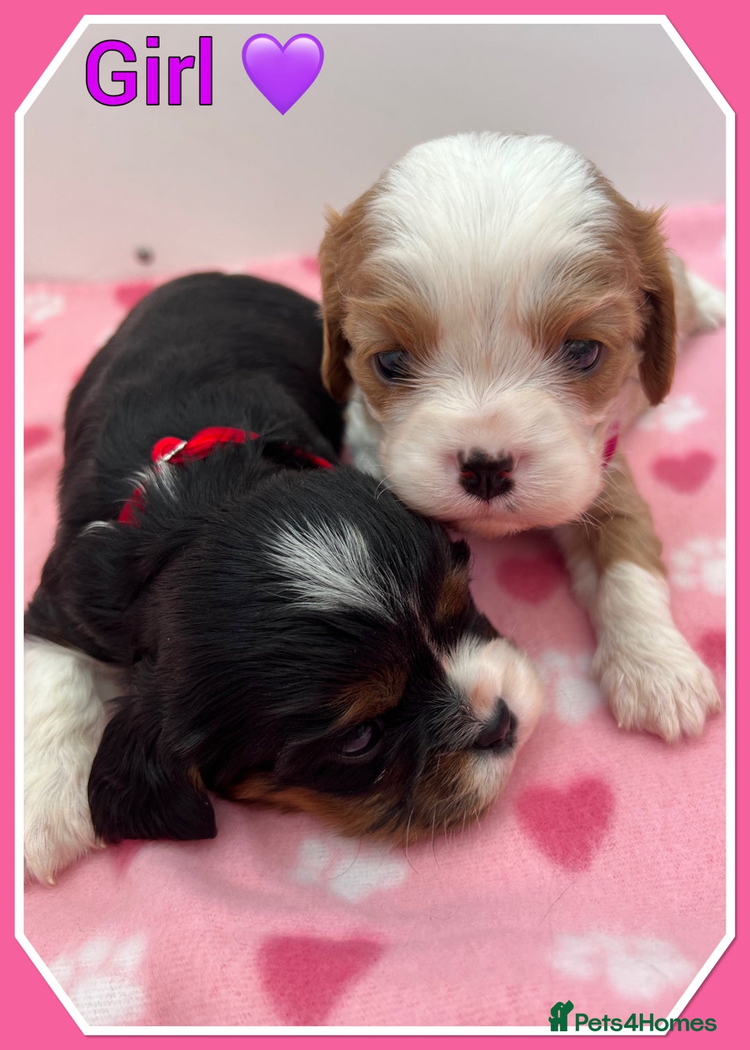 Cavalier King Charles Spaniel dogs for sale: 🐾 ADORABLE CAVALIER KING CHARLES SPANIEL PUPPIES  - Image 11