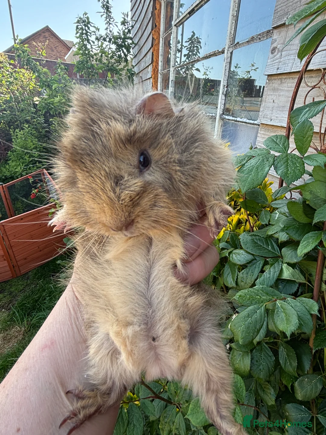 Guinea Pig rodents for sale: Gorgeous baby Guinea pigs - Advert 2