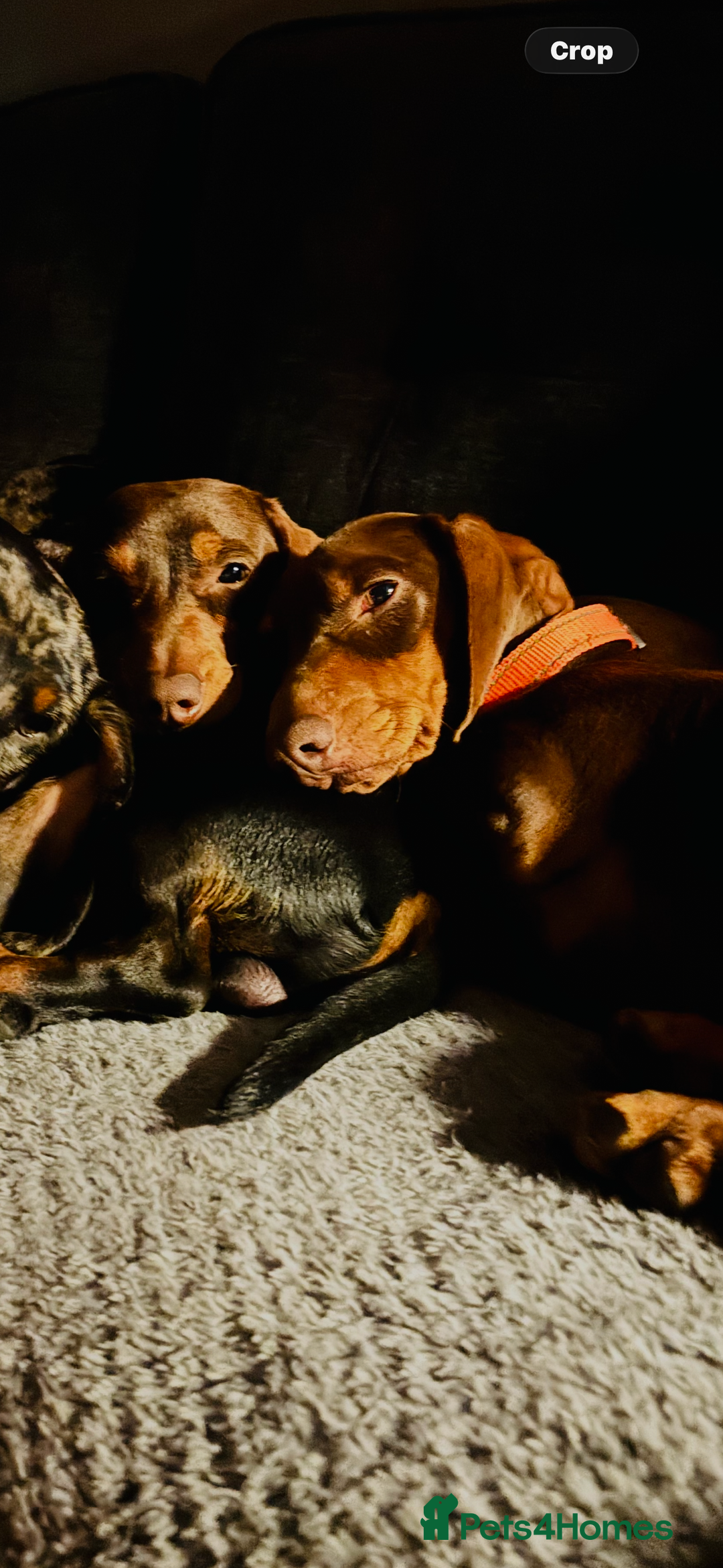 Miniature Dachshund dogs for sale: REHOMING - RONNIE & RICHARD (miniature Dachshunds) - Advert 1