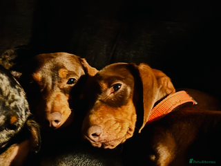 Miniature Dachshund dogs REHOMING - RONNIE & RICHARD (miniature Dachshunds) - Advert 2