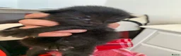 Mixed Breed cats for sale: 4 all black kittens  - Advert 3