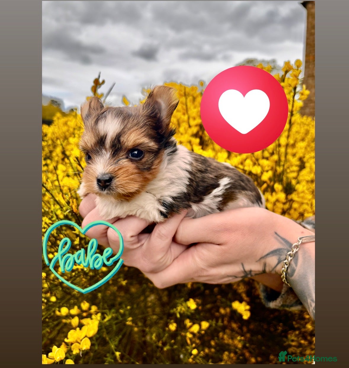 Yorkshire Terrier dogs 🌺Stunning Tiny Yorkie Girl 🌺 - Advert 6