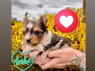 Yorkshire Terrier dogs 🌺Stunning Tiny Yorkie Girl 🌺 - Advert 6