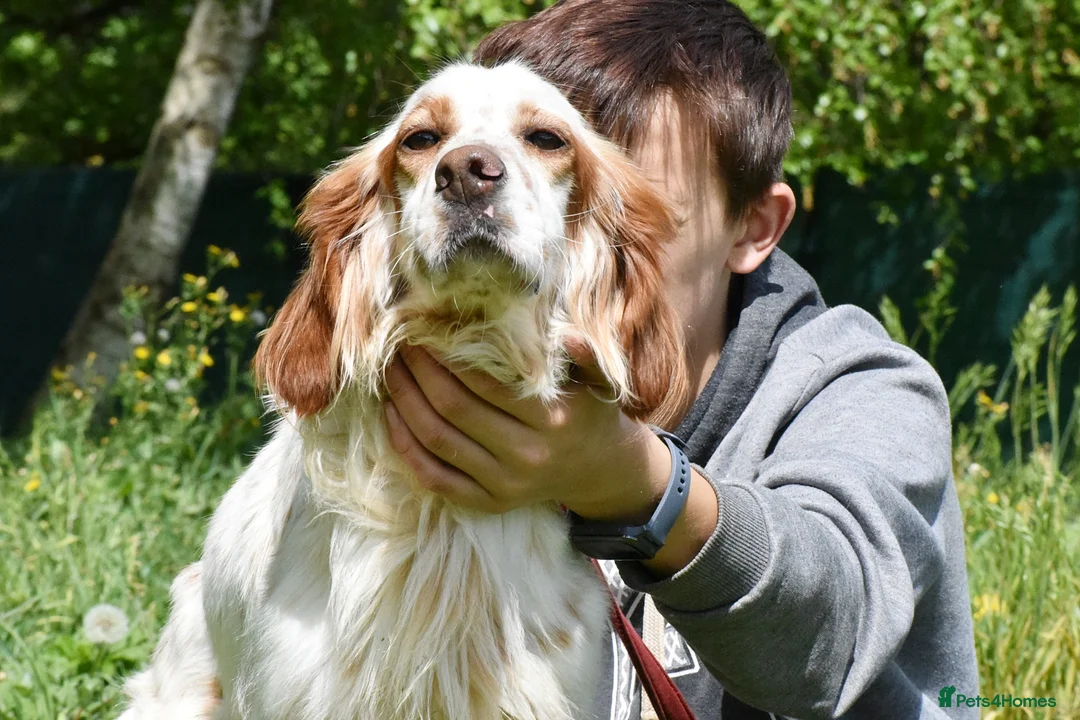 English Setter dogs for adoption: Roky  in Penryn - Advert 2