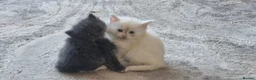 Turkish Angora cats for sale: Adorable fluffy kittens for sale - Advert 2