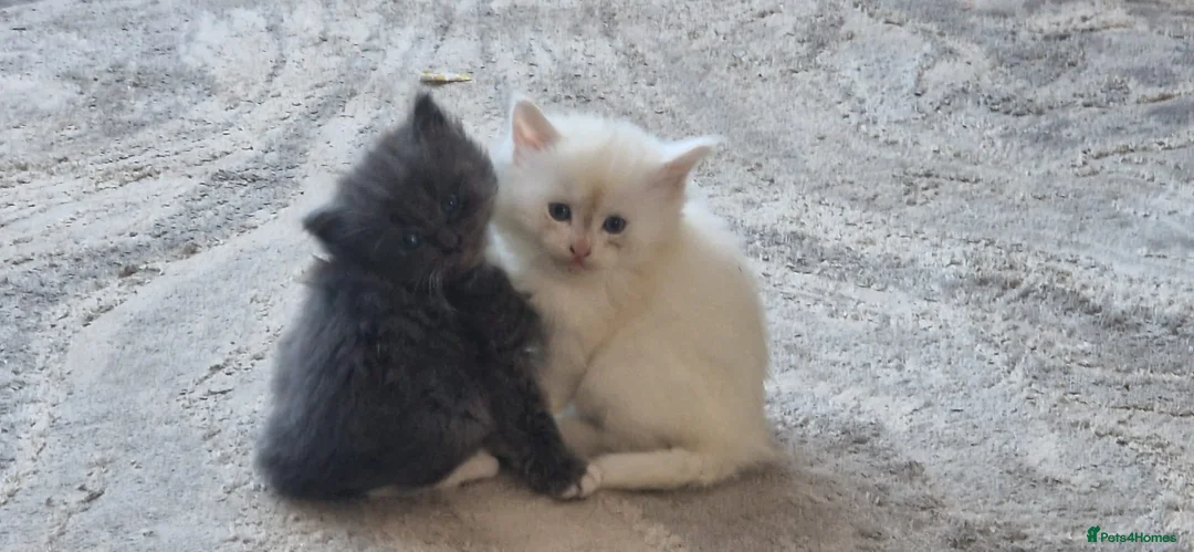 Turkish Angora cats for sale: Adorable fluffy kittens for sale - Advert 2