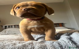 Dogue De Bordeaux dogs for sale: Kc registered Dogue de bordeaux puppies  - Image 21