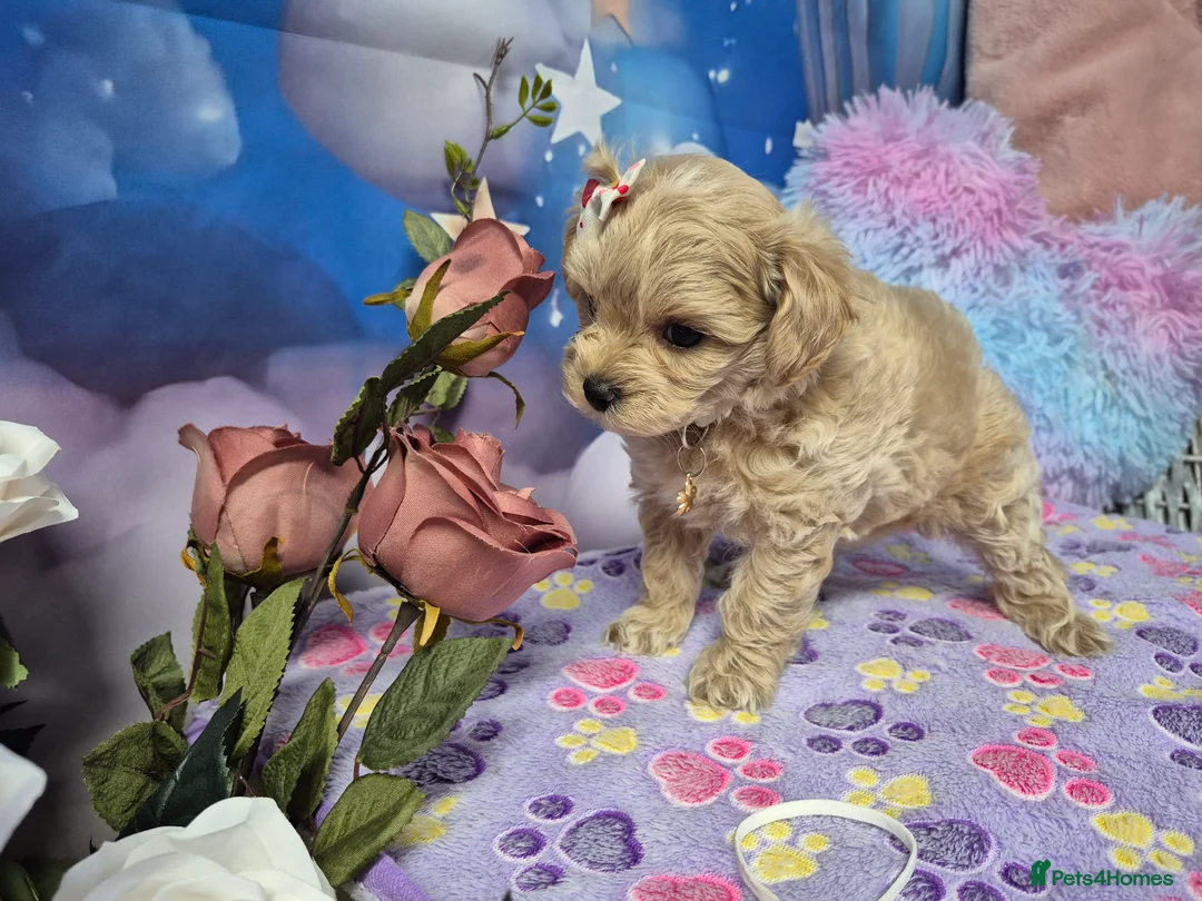 Maltipoo dogs for sale: Stunning Toy F1 Apricot & Cream maltipoo's - Advert 17