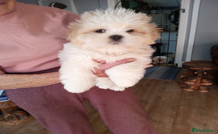 Lhasa Apso dogs - Advert 16