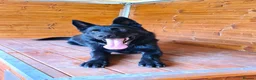 German Shepherd dogs for sale: Exceptional KC Reg Czech Working Line GSD Puppies - Advert 9