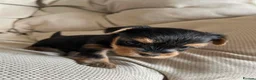 Yorkshire Terrier dogs for sale: Adorable Yorkshire Terrier Puppies 🐾❤️ - Advert 8