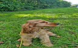 Cocker Spaniel dogs for sale: Cocker spaniel  - Image 1