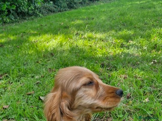 Cocker Spaniel dogs for sale - Advert 1