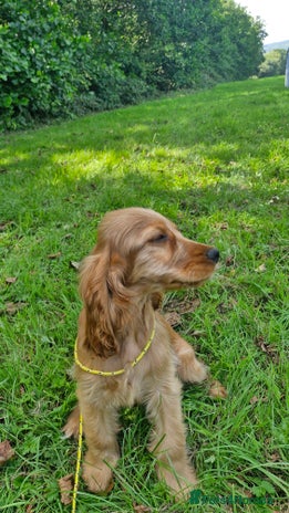 Cocker Spaniel dogs - Advert 6