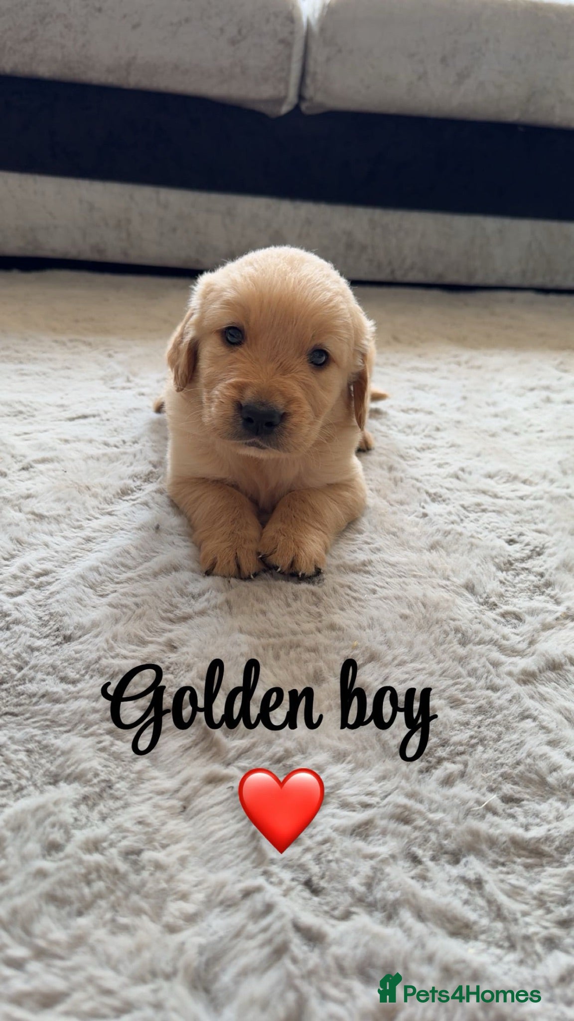 Golden Retriever dogs Golden retriver  puppy's  - Advert 7