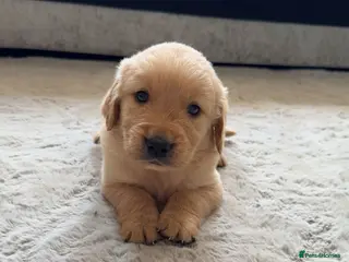 Golden Retriever dogs Golden retriver puppy's - Advert 7