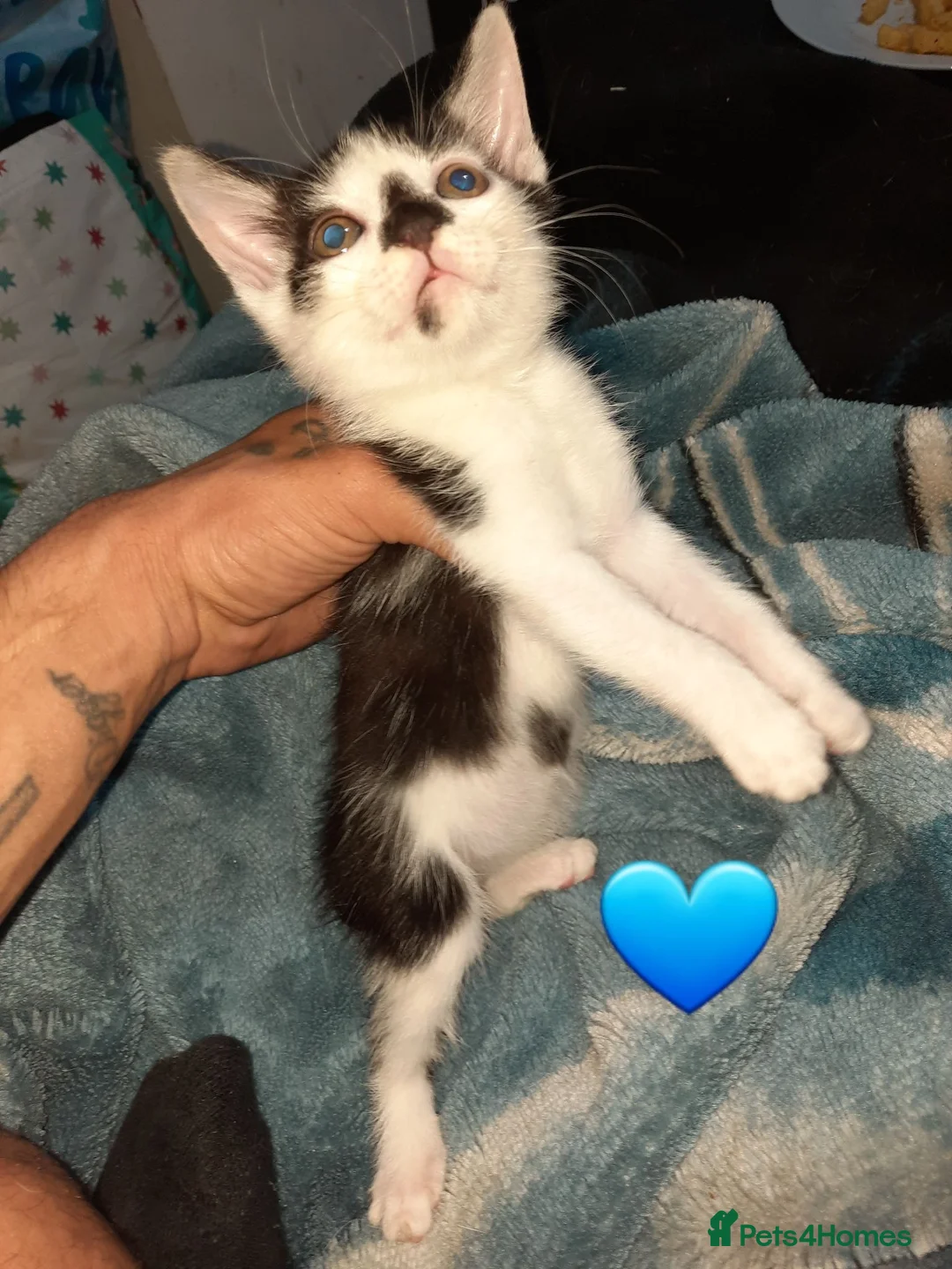 Mixed Breed cats for sale: 4 Adorable kittens - Advert 2